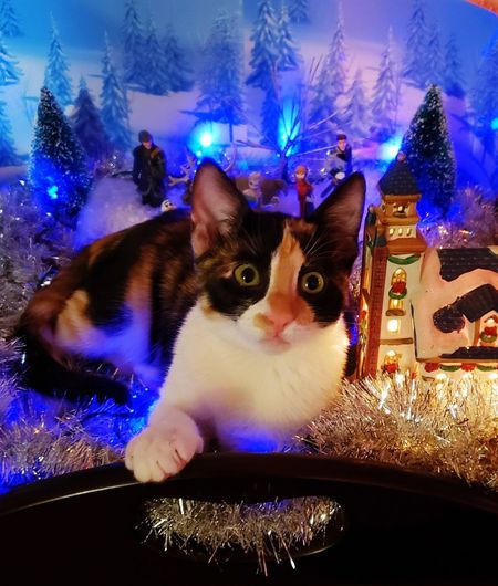 Portrait of cat on illuminated christmas tree