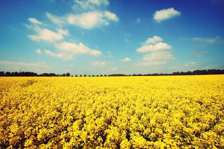 Field of oilseed rape