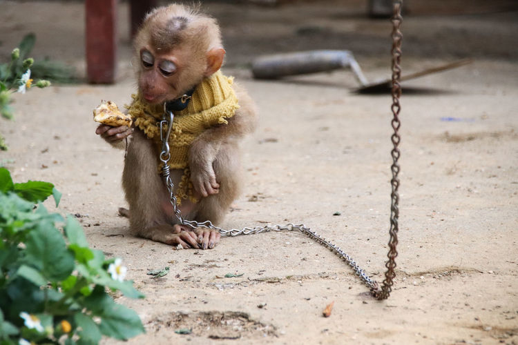 Monkey sitting on a rock in chains