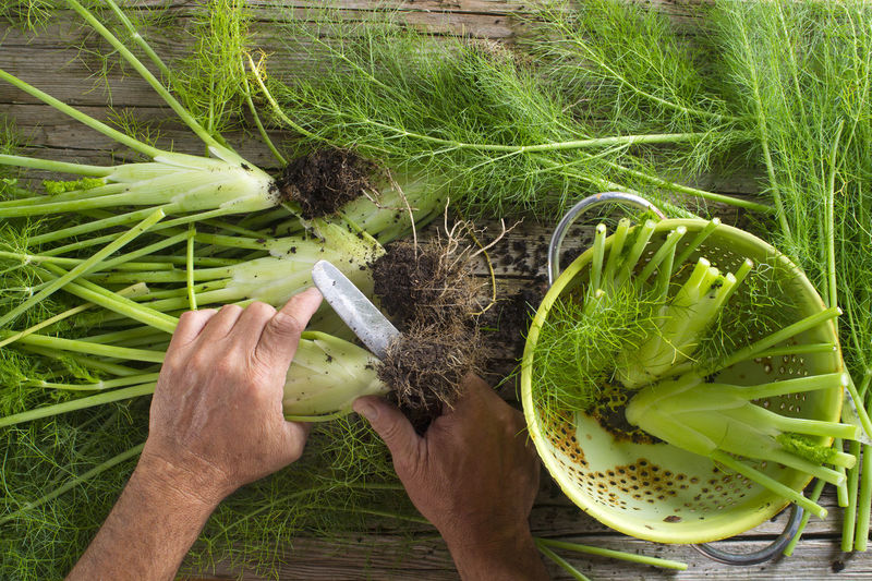 High angle view of man cutting fennel