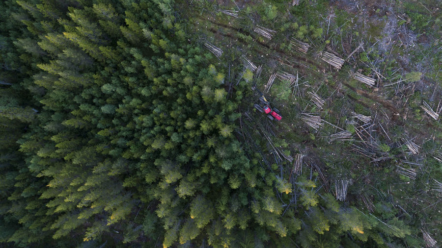 High angle view of person amidst trees in forest