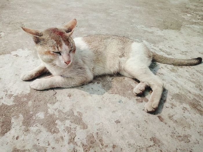High angle view of cat sleeping