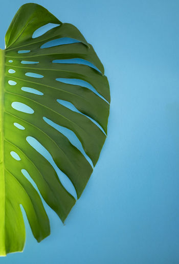 Close-up of green leaves against blue background