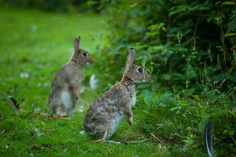Hares on field