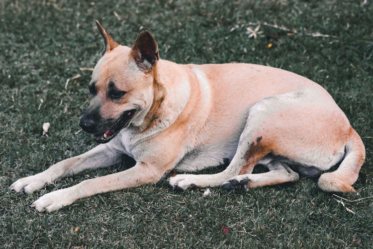 Dog lying on a field
