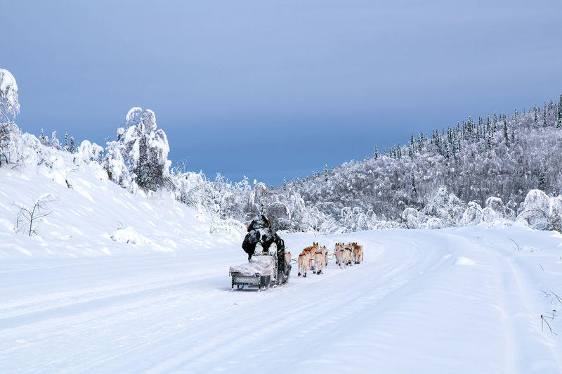 Sled dogs on snow covered land against blue sky