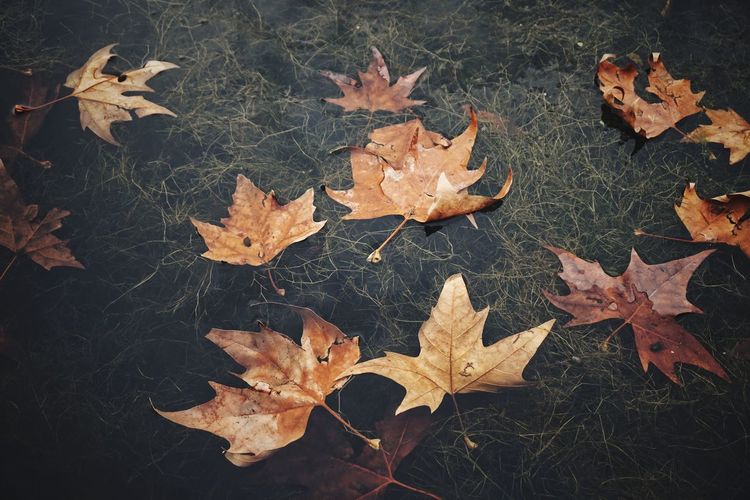 High angle view of maple leaf on water