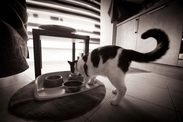 Cat drinking coffee cup