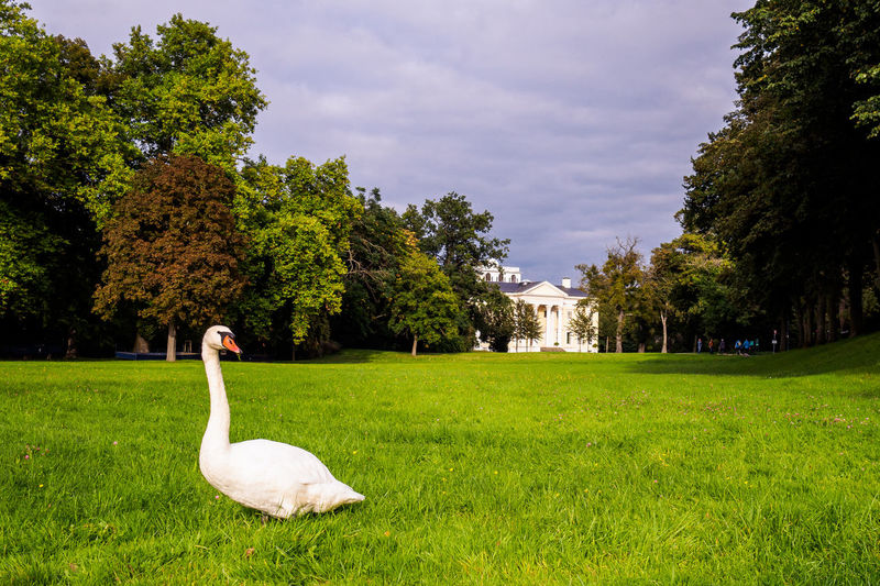 View of swan on grassy field