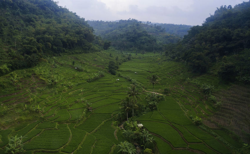 High angle view of rice paddy