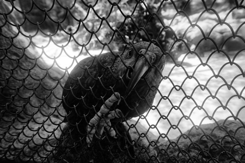 View of monkey on chainlink fence at zoo