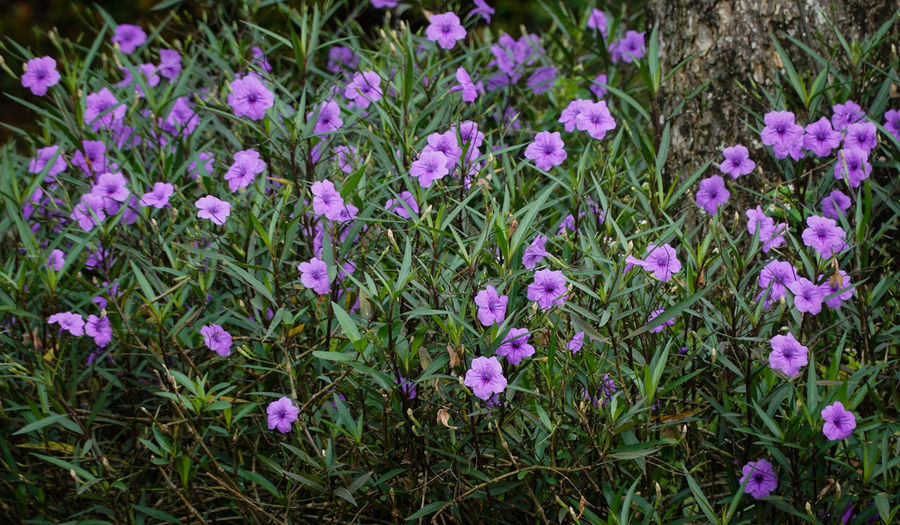 High angle view of purple crocus flowers