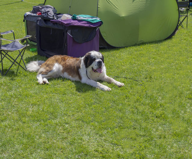 St bernard dog relaxing on field