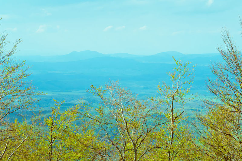 Low angle view of trees against sky
