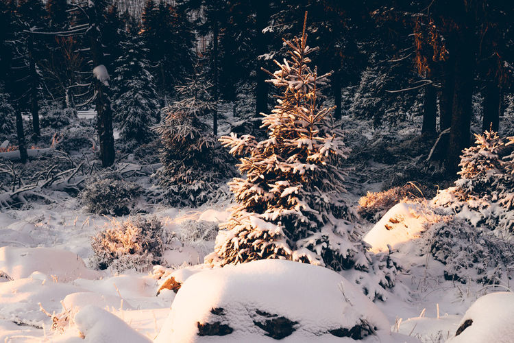 Scenic view of snow covered forest