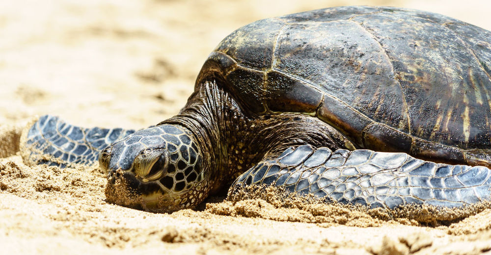 Close-up of tortoise on beach