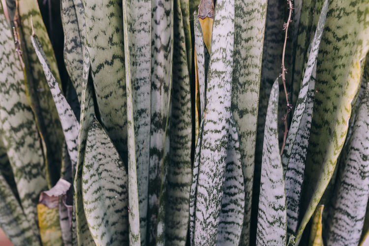Textured tropical plants, full frame
