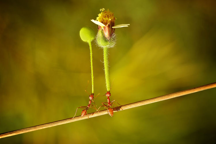 Close-up of ants with flower buds
