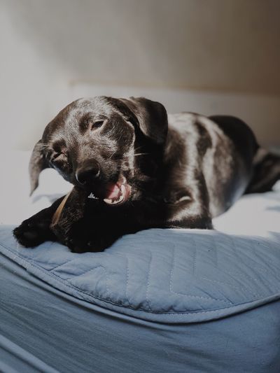 Many want purebred dogs and forget about these cute mutts