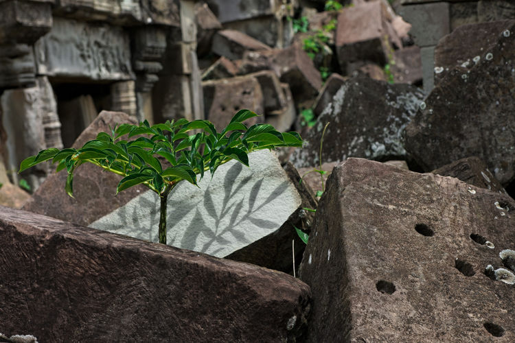 Close-up of leaves on rock against wall