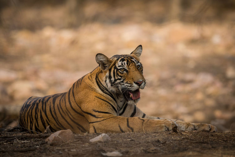 Tiger relaxing on land