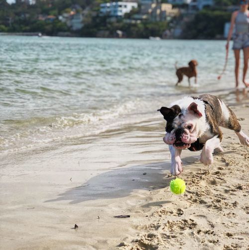 Dog playing with ball on beach