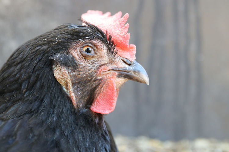Close-up of a chicken