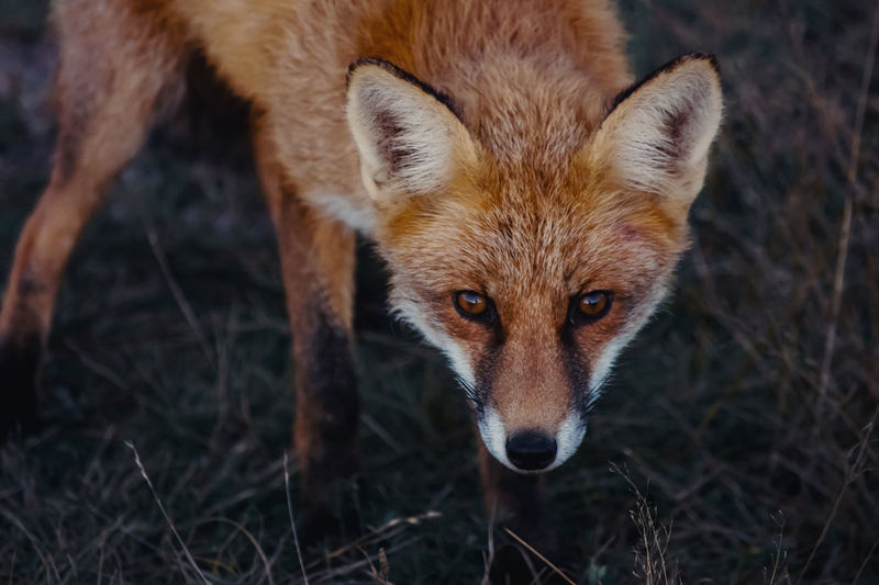 Fox - Animal pictures | Curated Photography on EyeEm