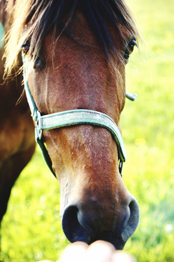 Close-up of horse