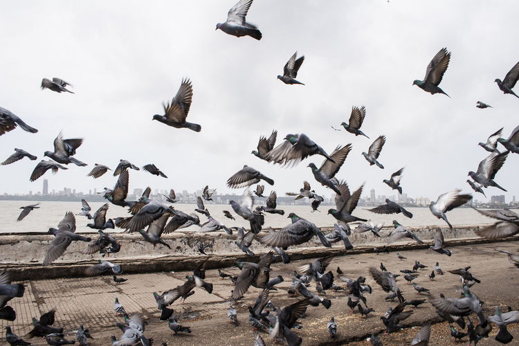 Pigeons flying over walkway by sea against sky
