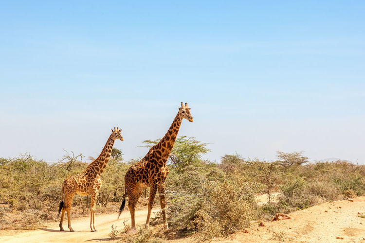 Giraffes standing among the bushes on the african savannah