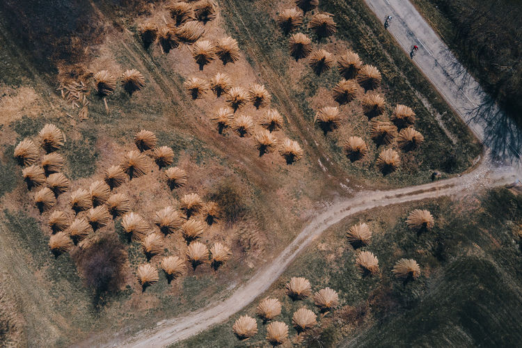 Reed piles aerial view 