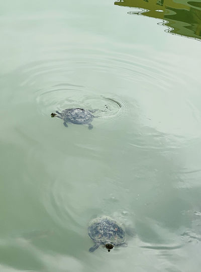 High angle view of turtle swimming in lake