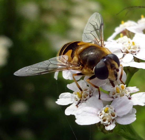 Close-up of hoverfly on white flowers