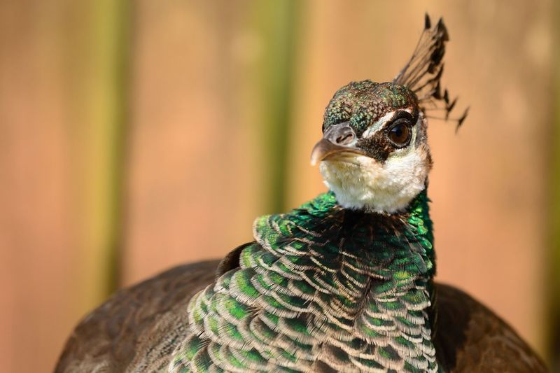 Close-up of peahen