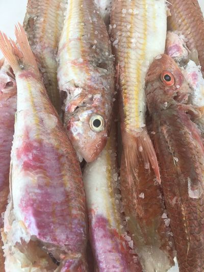 High angle view of fish for sale in market