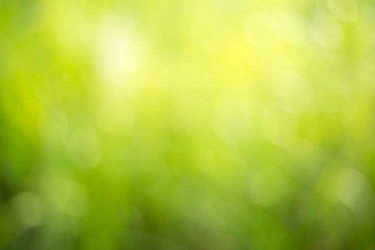 Defocused image of tree