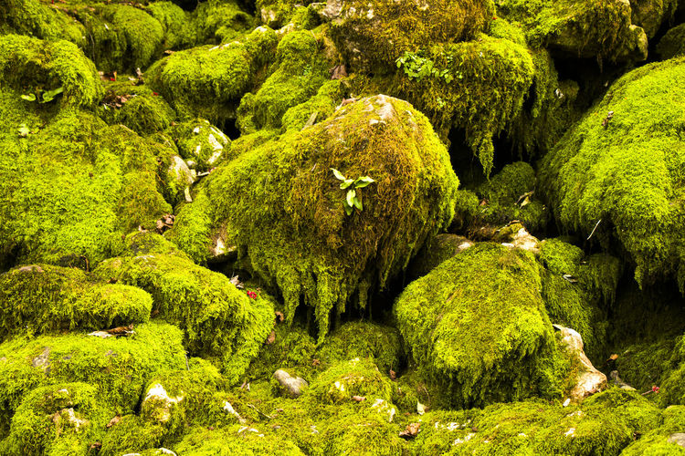 Moss on the rocks, nature background, green moss color texture