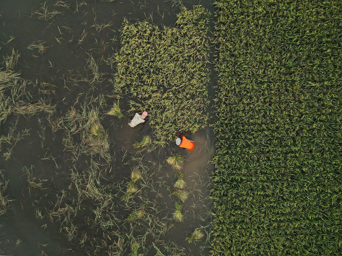 Harvesting rice in flood water