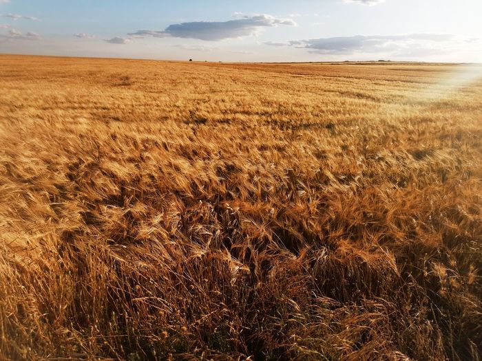 Scenic view of agricultural field against sky