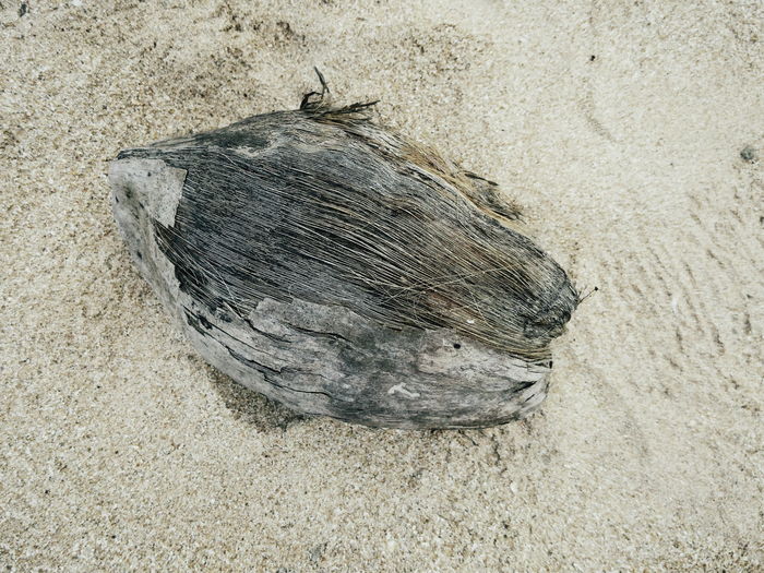 Close-up of dead bird