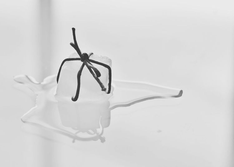 Close-up of object against white background