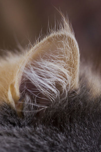 Close-up of cat ear