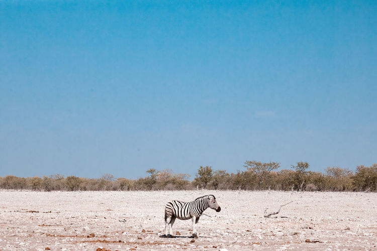 Side view of black and white zebra grazing in dry meadow in savanna