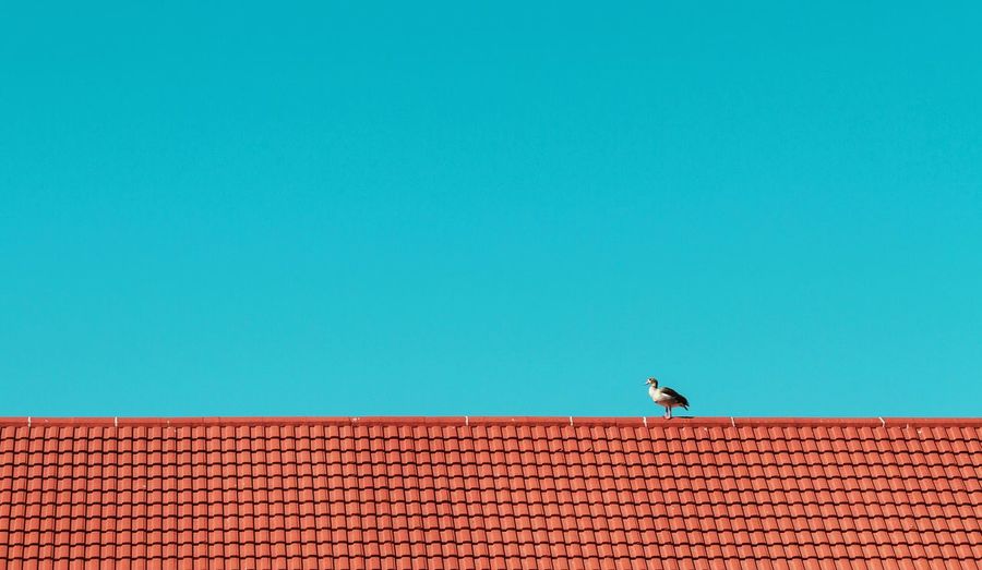 Bird on roof of building against blue sky