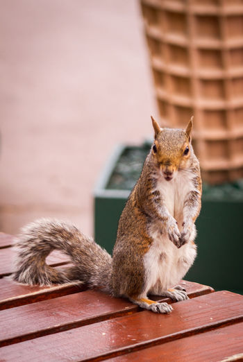 Close-up of squirrel on table
