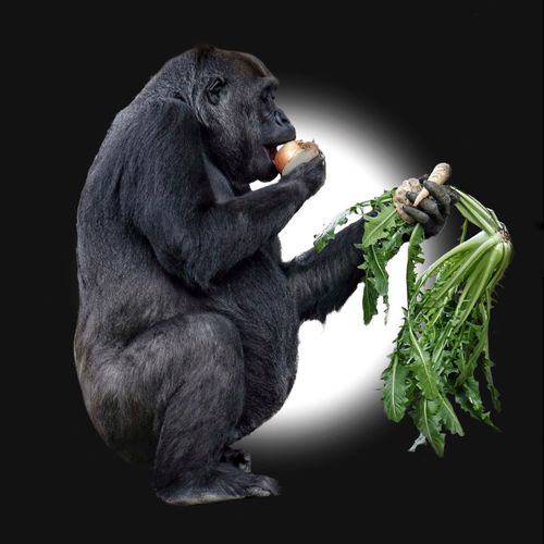 Monkey eating food against black background
