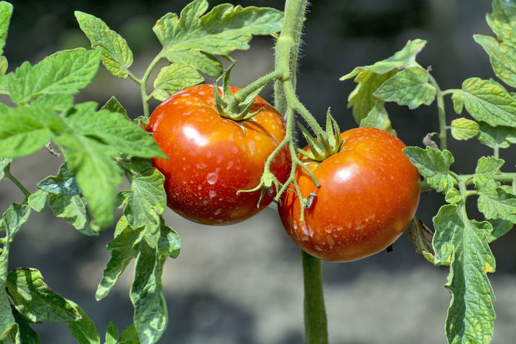 Nice ripe tomato on a stalk. a tomato that has ripened and will be picked during the day.