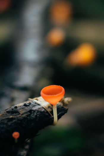 Close-up of orange mushroom growing against branch