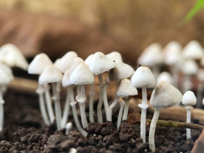 Macro photograpy. close-up of mushrooms growing on field